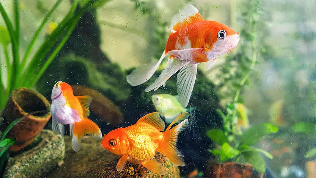 Why Are Goldfish Good Pets